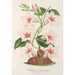 Dipladenia nobilis - Charles Antoine Lemaire — visning af kunstværket