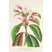 Dipteracanthus Herbstii - Charles Antoine Lemaire — visning af kunstværket