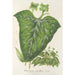 Dorstenia maculata - Charles Antoine Lemaire — visning af kunstværket