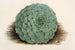 Echeveria rosacea - Charles Antoine Lemaire — visning af kunstværket