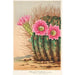 Reproduktion af maleriet Echinopsis Pentlandi - Charles Antoine Lemaire