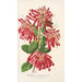 Embothrium coccineum - Charles Antoine Lemaire — visning af kunstværket