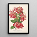Embothrium coccineum - Charles Antoine Lemaire — indrammet kunstværk på væggen