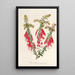 Reproduktion af maleriet Epacris miniata - Charles Antoine Lemaire