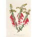 Reproduktion af maleriet Epacris miniata - Charles Antoine Lemaire