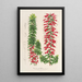 Reproduktion af maleriet Epacris multiflora - Charles Antoine Lemaire
