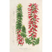 Reproduktion af maleriet Epacris multiflora - Charles Antoine Lemaire