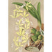 Epidendrum ambiguum - Charles Antoine Lemaire — visning af kunstværket