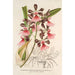 Epidendrum atropurpureum var roseum - Charles Antoine Lemaire — visning af kunstværket