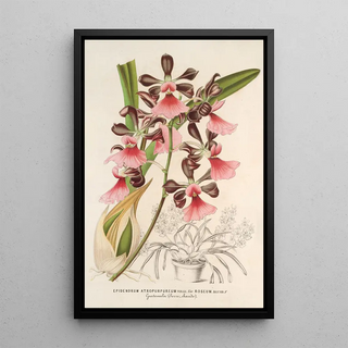 Charles Antoine Lemaire - Epidendrum atropurpureum var roseum.webp