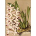 Reproduktion af maleriet Epidendrum conspicuum - Charles Antoine Lemaire