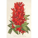 Reproduktion af maleriet Erythrina hybrida Marie Bellanger - Charles Antoine Lemaire