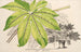 Fatsia japonica aureoreticulata - Charles Antoine Lemaire — visning af kunstværket
