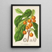Reproduktion af maleriet Ficus cerasiformis - Charles Antoine Lemaire