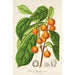 Reproduktion af maleriet Ficus cerasiformis - Charles Antoine Lemaire