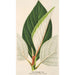 Ficus dealbata - Charles Antoine Lemaire — visning af kunstværket