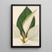 Ficus dealbata - Charles Antoine Lemaire — indrammet kunstværk på væggen