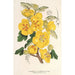 Reproduktion af maleriet Fremontia californica - Charles Antoine Lemaire
