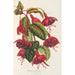 Fuchsia Solferino Maleri - Charles Antoine Lemaire — visning af kunstværket