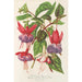 Fuchsia nye varianter af - Charles Antoine Lemaire — visning af kunstværket