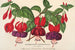 Fuchsia varieteer i horticulture - Charles Antoine Lemaire — visning af kunstværket