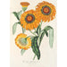 Gazania splendens hybride - Charles Antoine Lemaire — visning af kunstværket