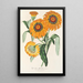 Gazania splendens hybride - Charles Antoine Lemaire — indrammet kunstværk på væggen