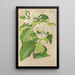 Reproduktion af maleriet Gloneria jasminiflora - Charles Antoine Lemaire
