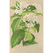 Reproduktion af maleriet Gloneria jasminiflora - Charles Antoine Lemaire
