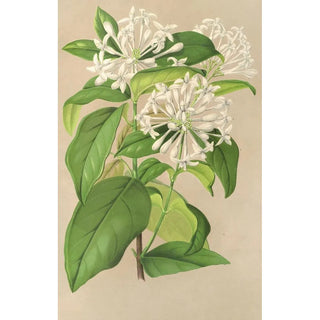 Charles Antoine Lemaire - Gloneria jasminiflora.webp