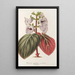 Reproduktion af maleriet Gloxinia maculata var. insignis - Charles Antoine Lemaire