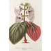 Reproduktion af maleriet Gloxinia maculata var. insignis - Charles Antoine Lemaire