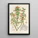 Reproduktion af maleriet Grevillea alpestris - Charles Antoine Lemaire