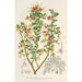 Reproduktion af maleriet Grevillea alpestris - Charles Antoine Lemaire