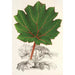 Reproduktion af maleriet Gunnera brephogea - Charles Antoine Lemaire