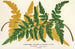 Gymnogramma Laucheana var gigantea - Charles Antoine Lemaire — visning af kunstværket