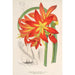 Reproduktion af maleriet Habranthus fulgens - Charles Antoine Lemaire