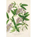 Hardenbergia Makoyana hybrida - Charles Antoine Lemaire — visning af kunstværket