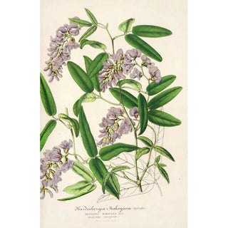 Charles Antoine Lemaire - Hardenbergia Makoyana hybrida.webp