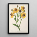 Reproduktion af maleriet Helenium atropurpureum var. grandicephalum - Charles Antoine Lemaire