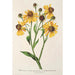 Reproduktion af maleriet Helenium atropurpureum var. grandicephalum - Charles Antoine Lemaire