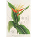 Heliconia aurantiaca - Charles Antoine Lemaire — visning af kunstværket