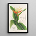 Heliconia aurantiaca - Charles Antoine Lemaire — indrammet kunstværk på væggen