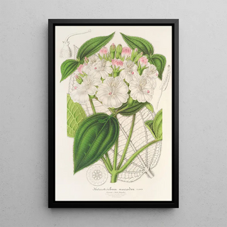 Charles Antoine Lemaire - Heterotrichum macrodon.webp
