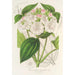 Reproduktion af maleriet Heterotrichum macrodon - Charles Antoine Lemaire