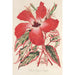 Reproduktion af maleriet Hibiscus og bedre Ibiscus Cooperi - Charles Antoine Lemaire