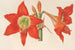Hippeastrum Amaryllis pyrrochroum - Charles Antoine Lemaire — visning af kunstværket