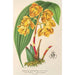 Houlletia chrysantha - Charles Antoine Lemaire — visning af kunstværket