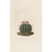 Iconographie descriptive des cactées Pl03 - Charles Antoine Lemaire — visning af kunstværket