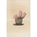 Iconographie descriptive des cactées Pl08 - Charles Antoine Lemaire — visning af kunstværket